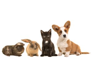 Group of different pets, a puppy, kitten, rabbit and a guinea pig
